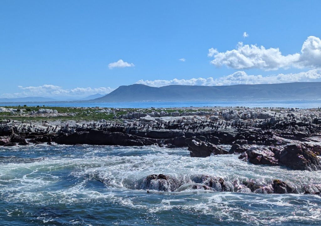 Boottocht vanaf de kust bij Gansbaai in Zuid-Afrika tijdens het walvisseizoen