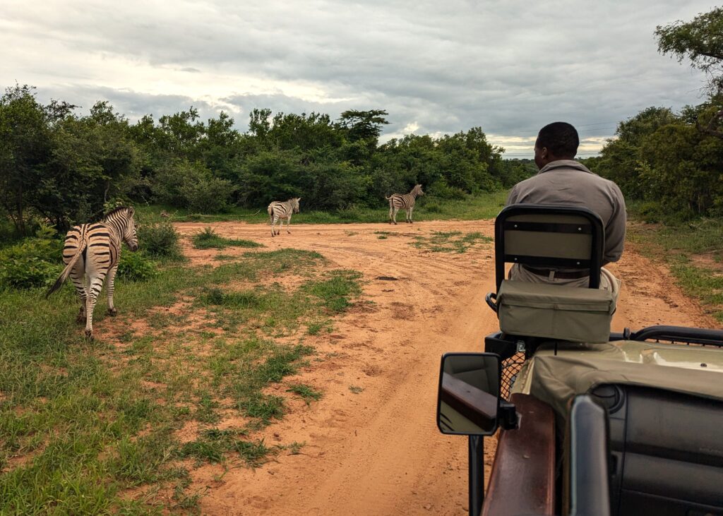 Game drive in Greater Krugerpark