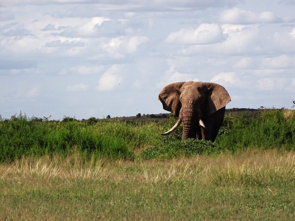 Great-Tusker-Olifant-Keniaanse-grens