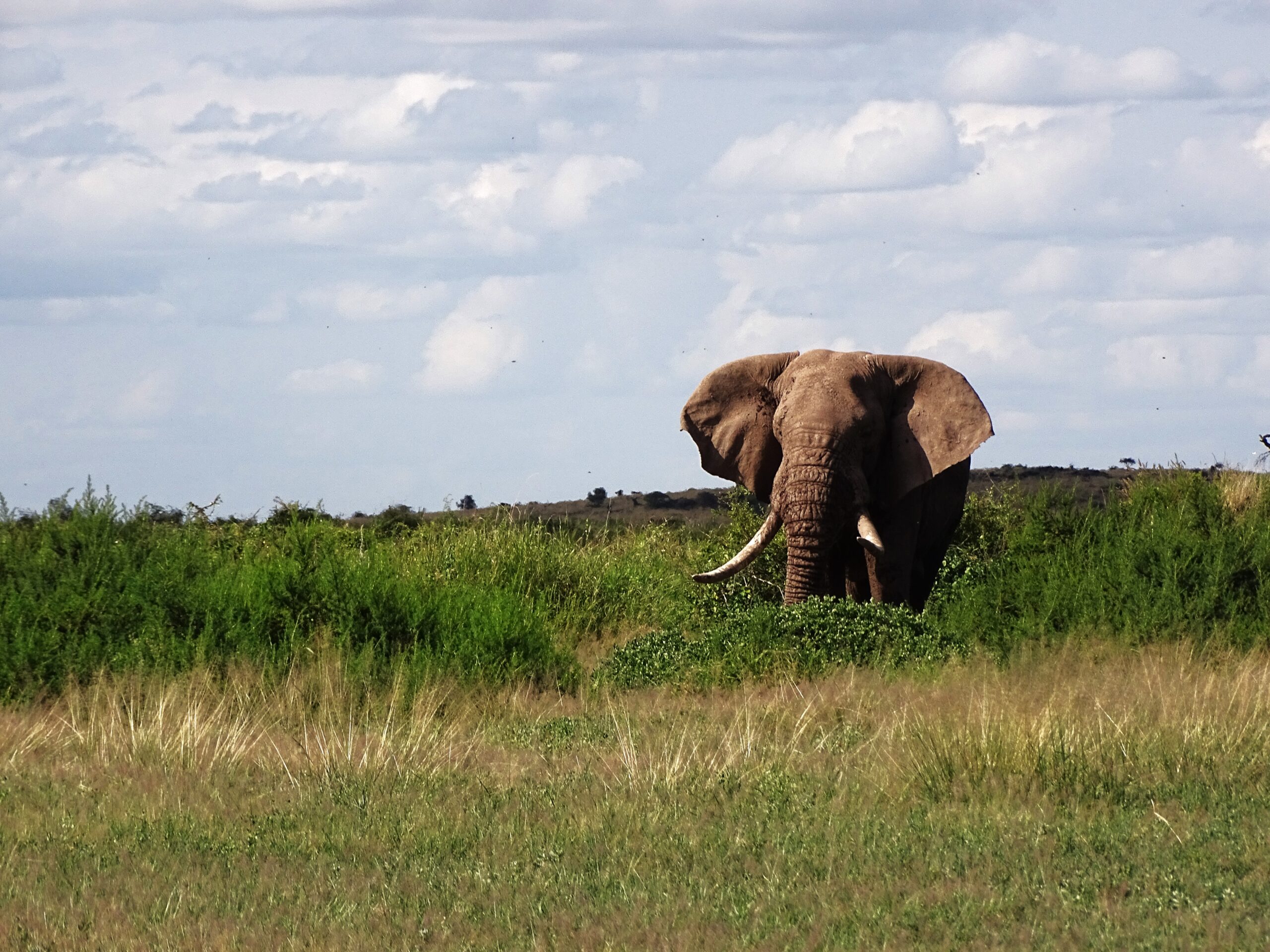 Great-Tusker-Olifant-Keniaanse-grens