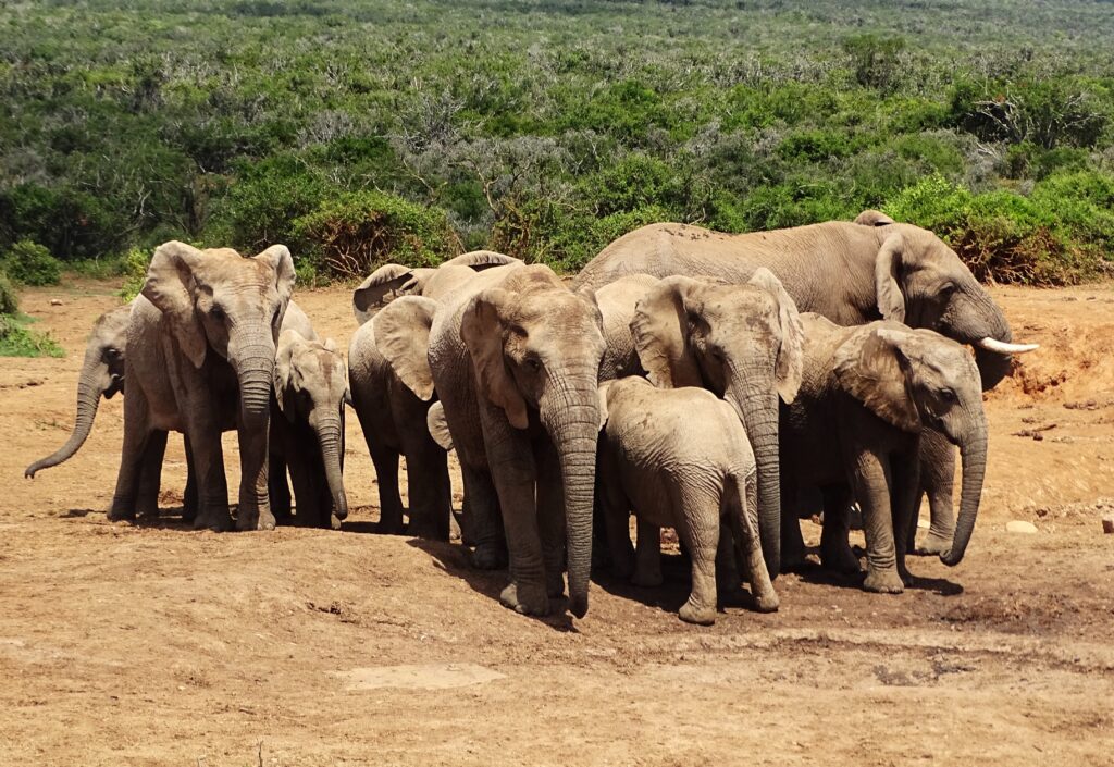Kudde olifanten met veel kleintjes in Addo Elephant National Park in Zuid-Afrika