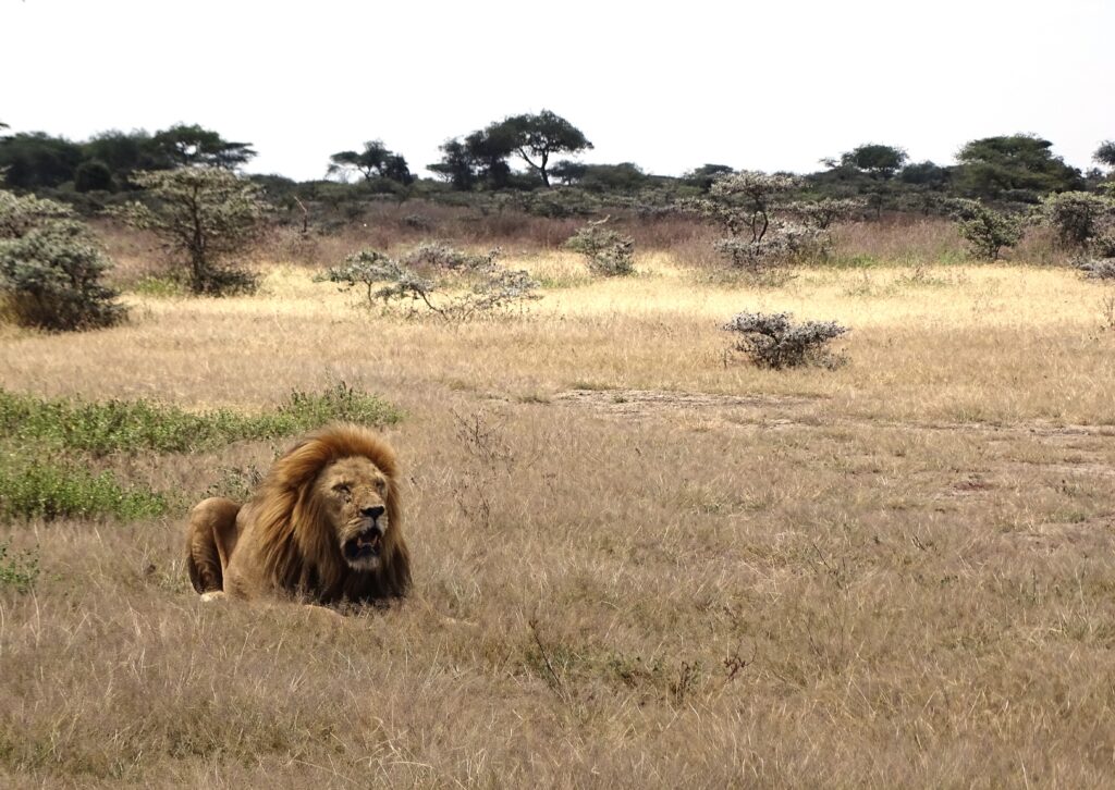 Leeuw in Ndutu Tanzania