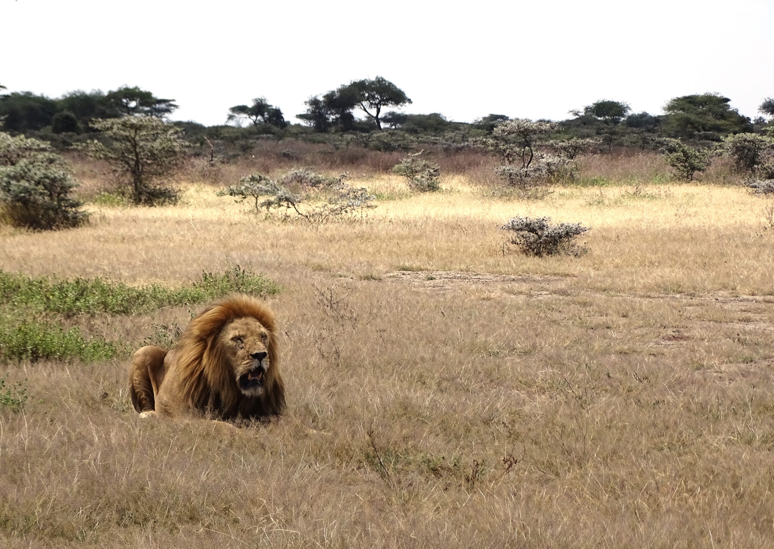 Leeuw in Ndutu Tanzania