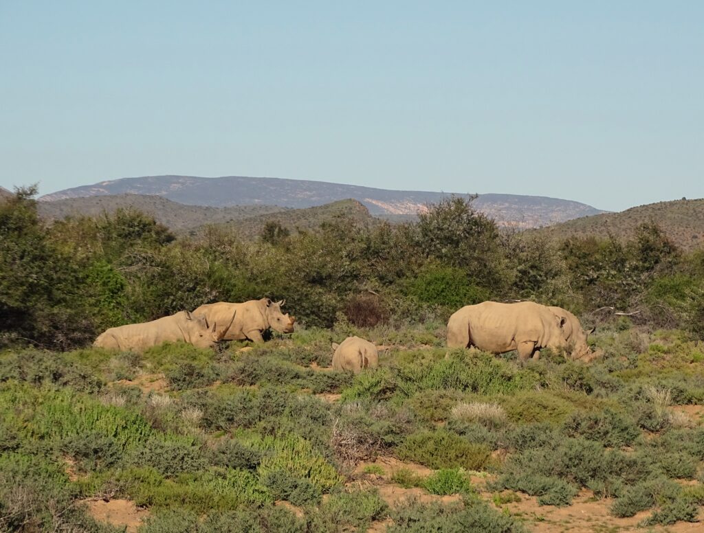 Neushoorns in Zuid-Afrika tijdens een reis over de Tuinroute