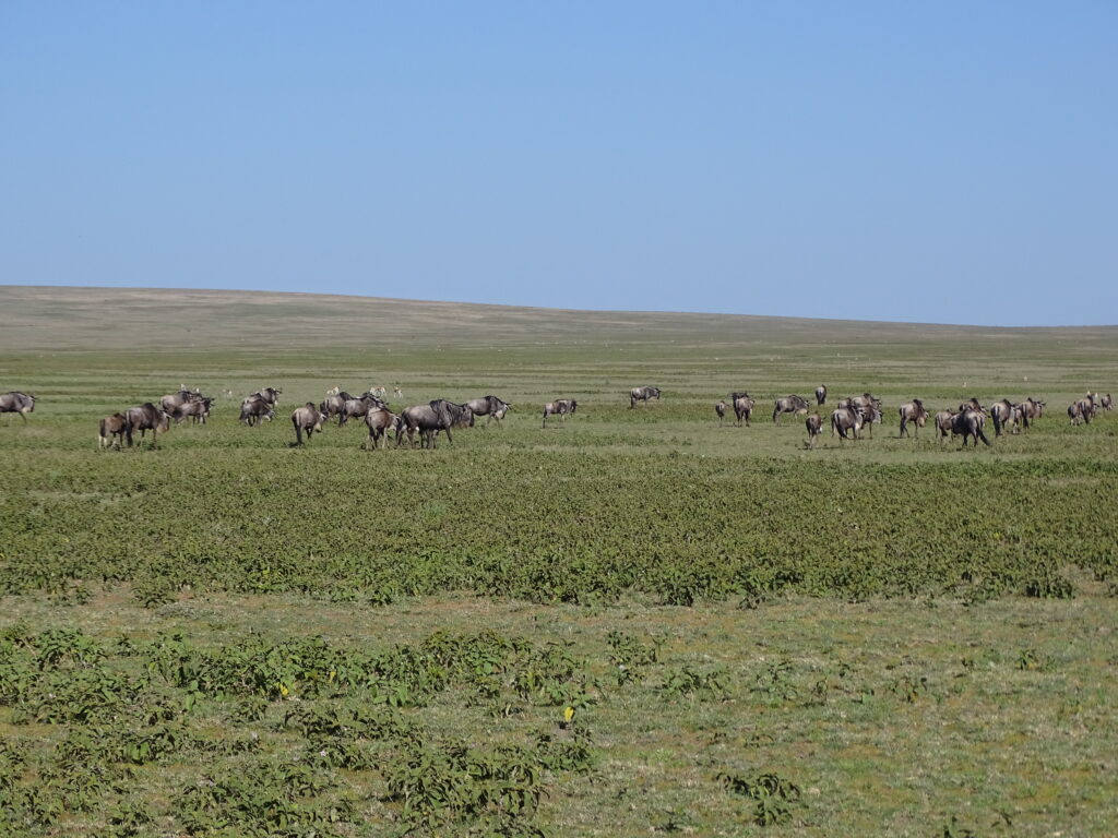 Wildebeest-migratie-Tanzania
