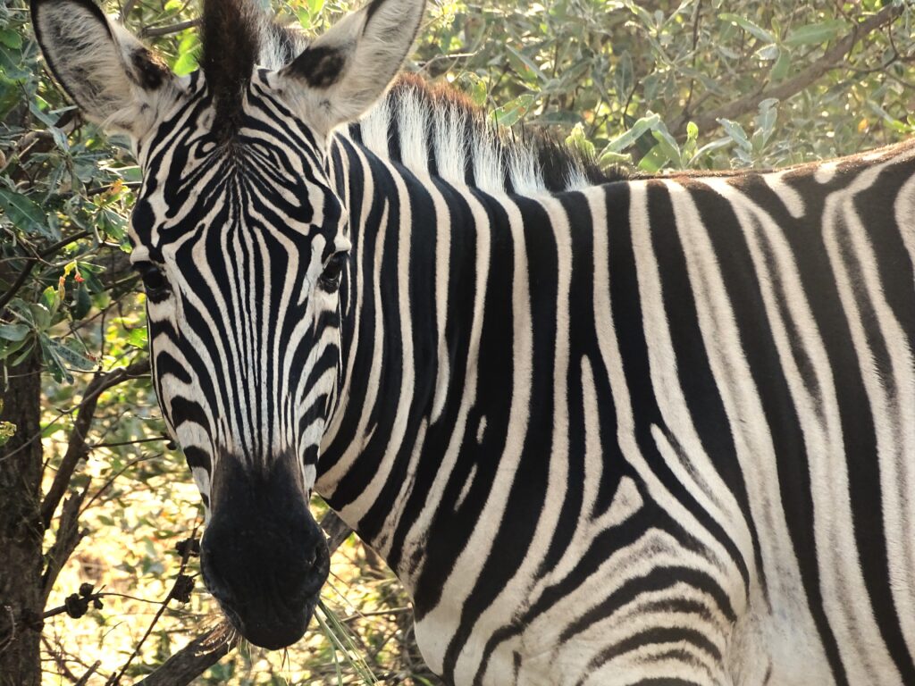 Zebra op safari in Zuid-Afrika