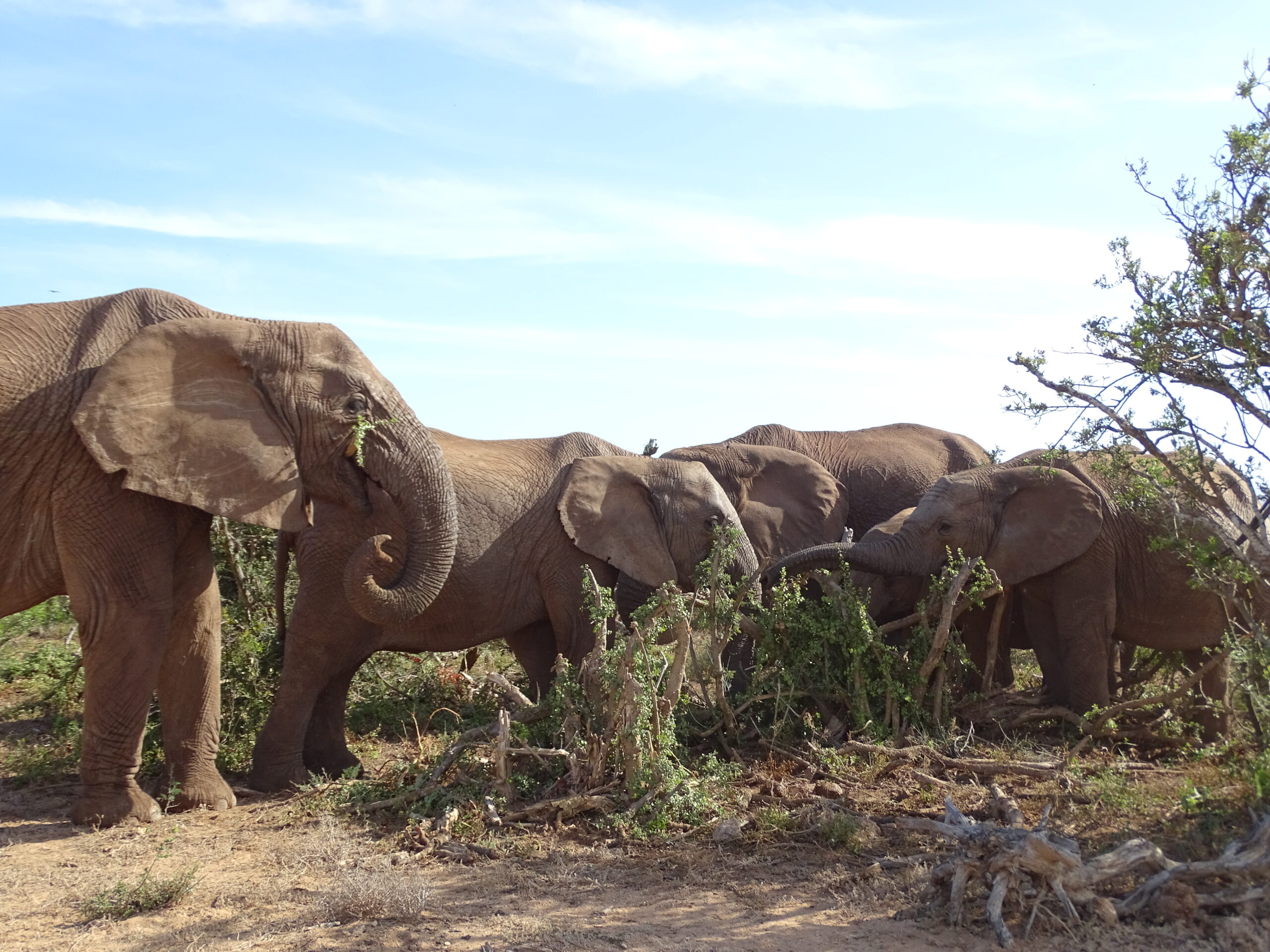 Olifanten in Addo Elephant National Park