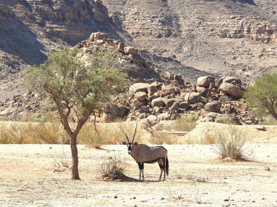 Oryx in Namibië