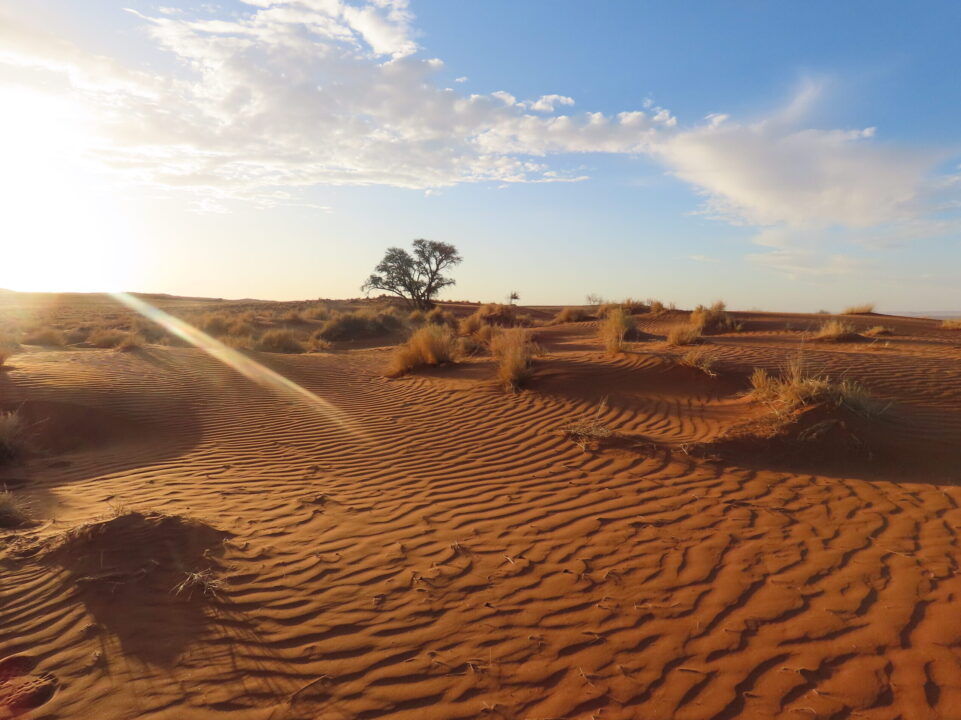 De rode zandduinen in Namibië