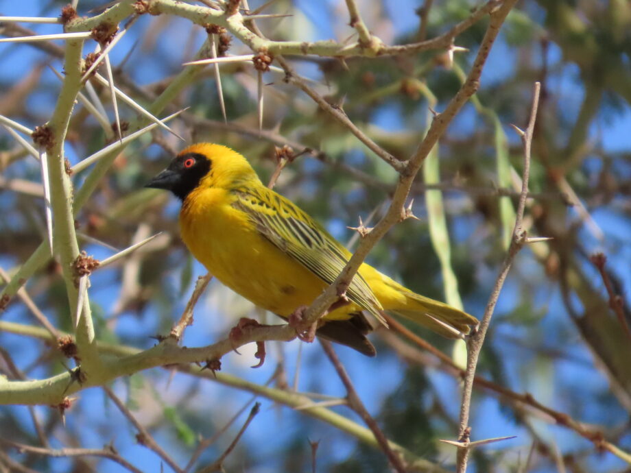 Masked Weaver in Namibië