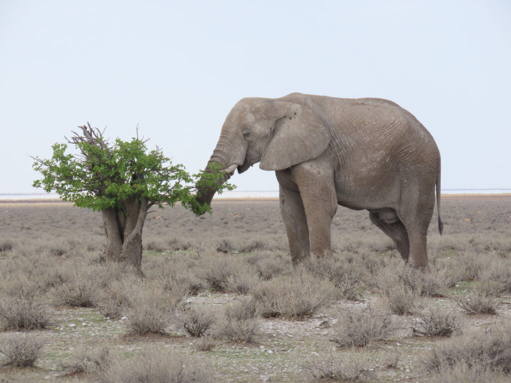 Olifant in Etosha National Park