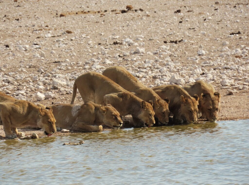 drinkende-leeuwen-etosha-national-park-namibie