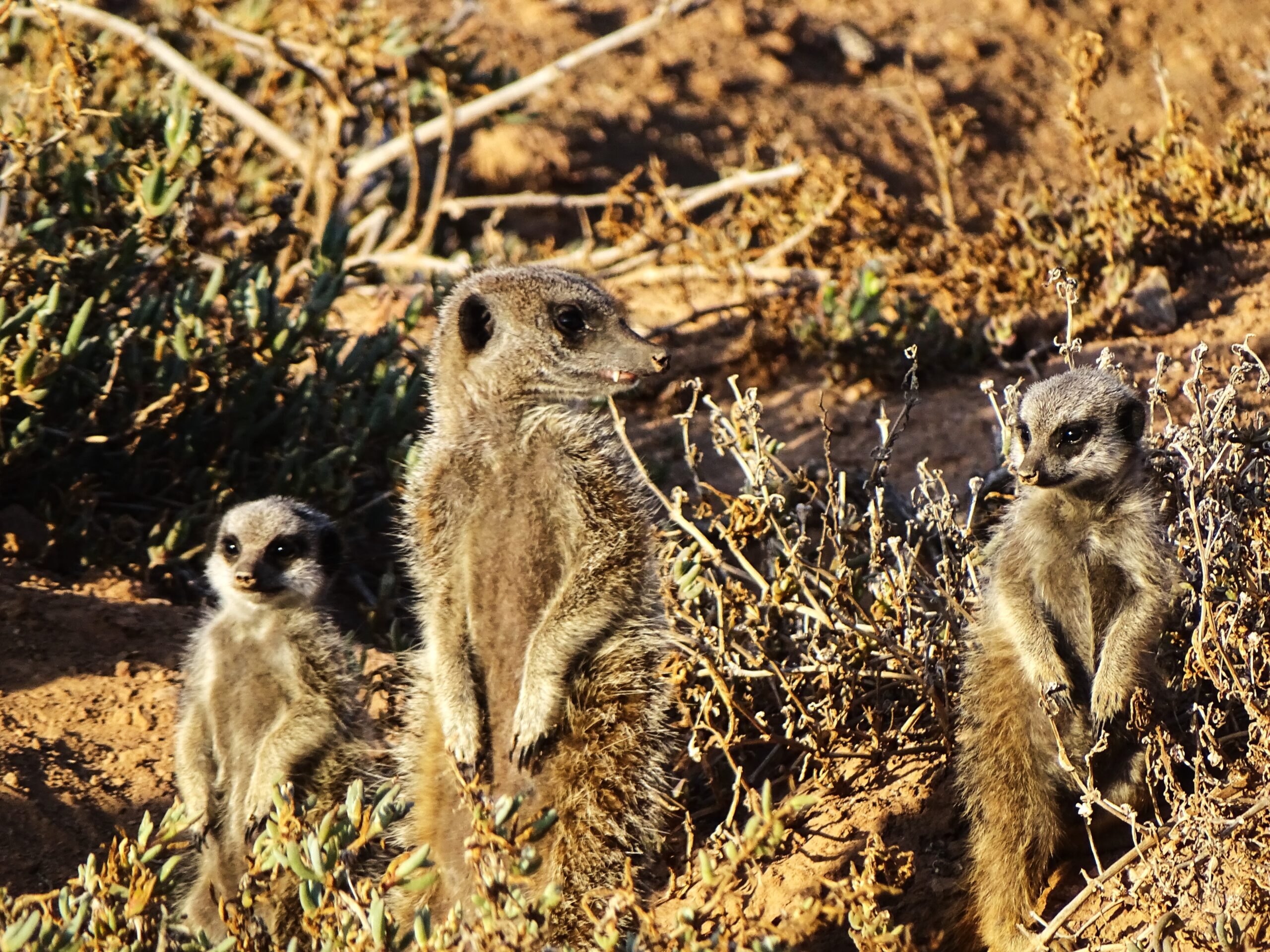 Meerkat safari in Oudtshoorn