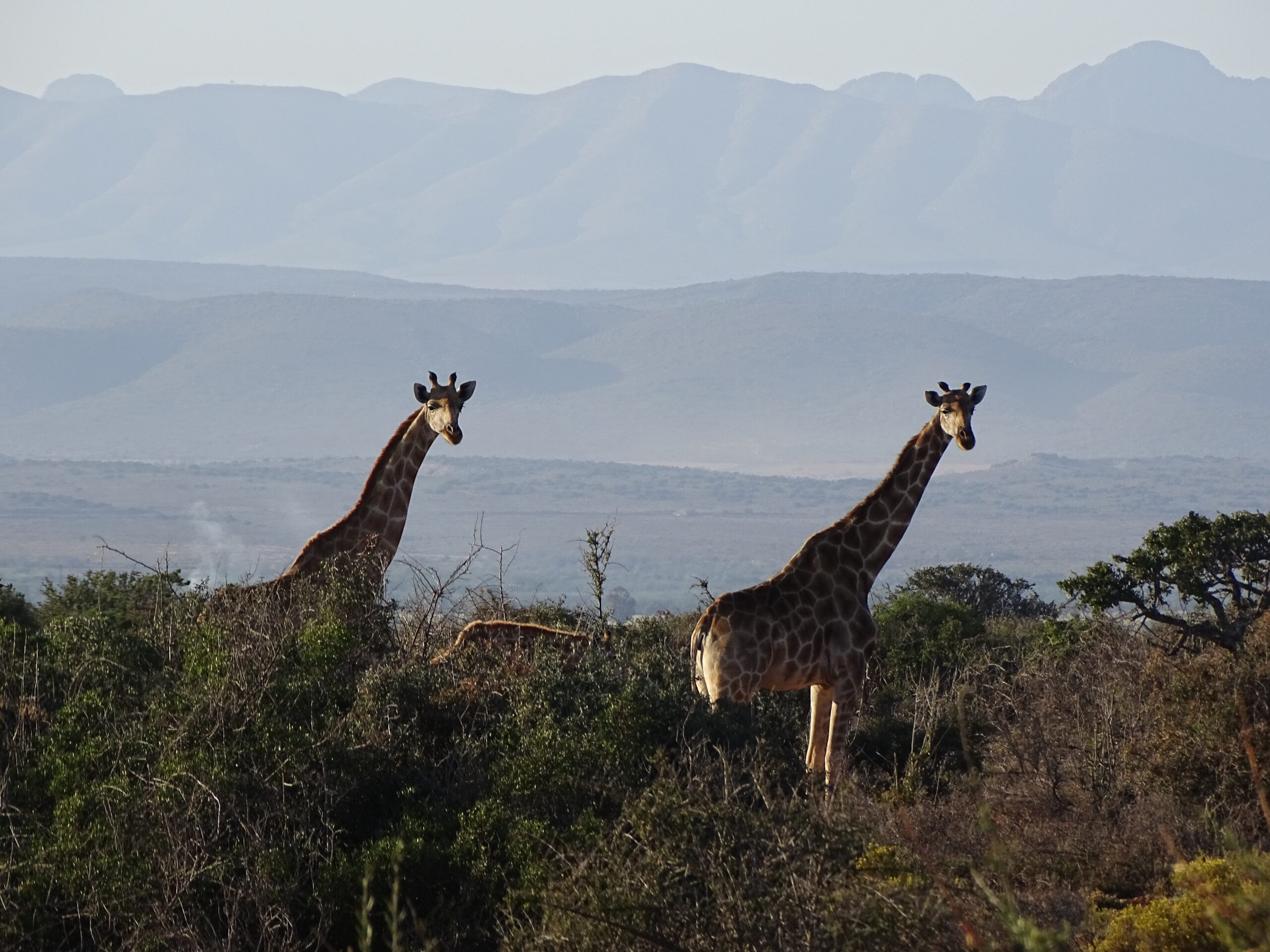 Giraffen in Oudtshoorn op Route 62 in Zuid-Afrika