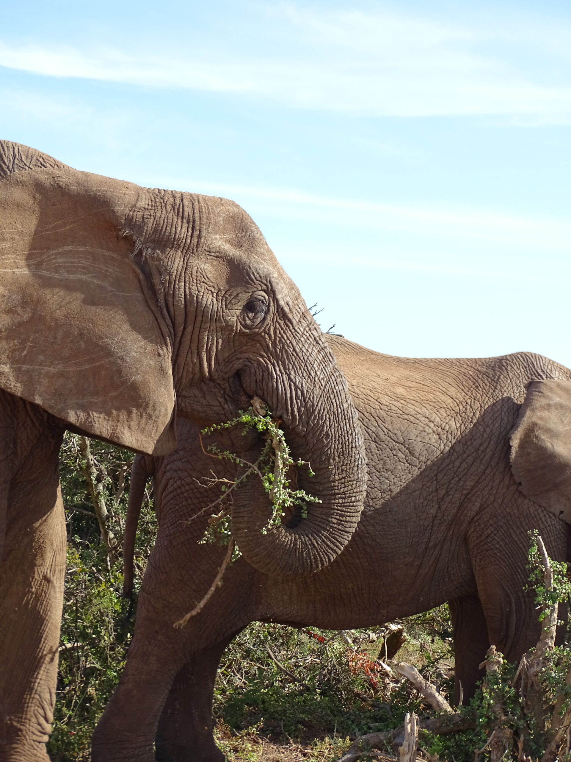 Olifanten in het Addo Elephant National Park op de Tuinroute