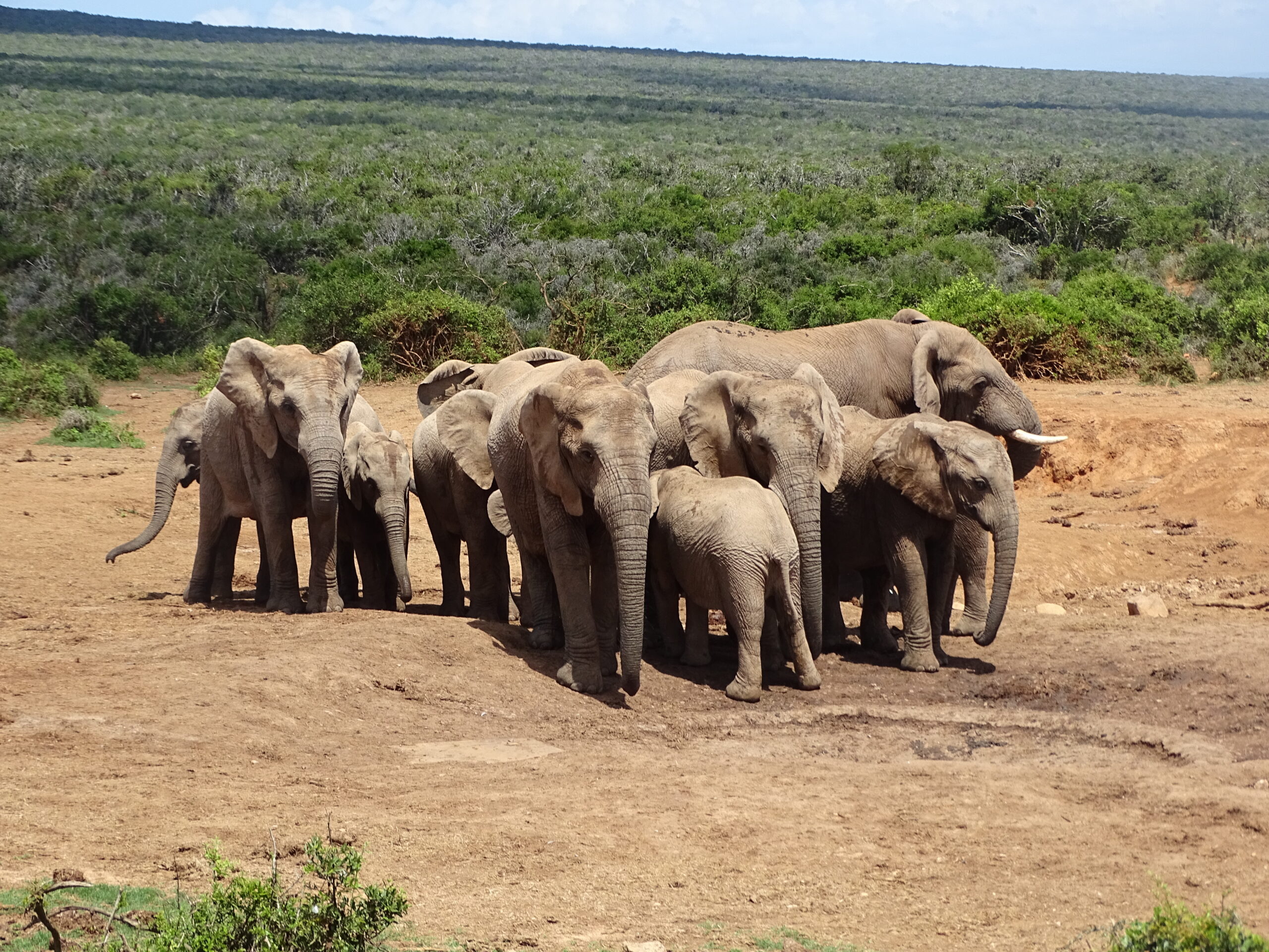 Kudde olifanten in Addo Elephant National Park op de Tuinroute