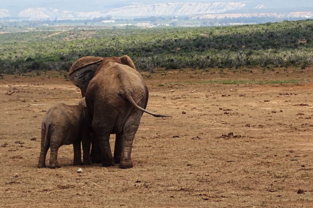 Moeder en baby olifant in Addo Elephant National Park
