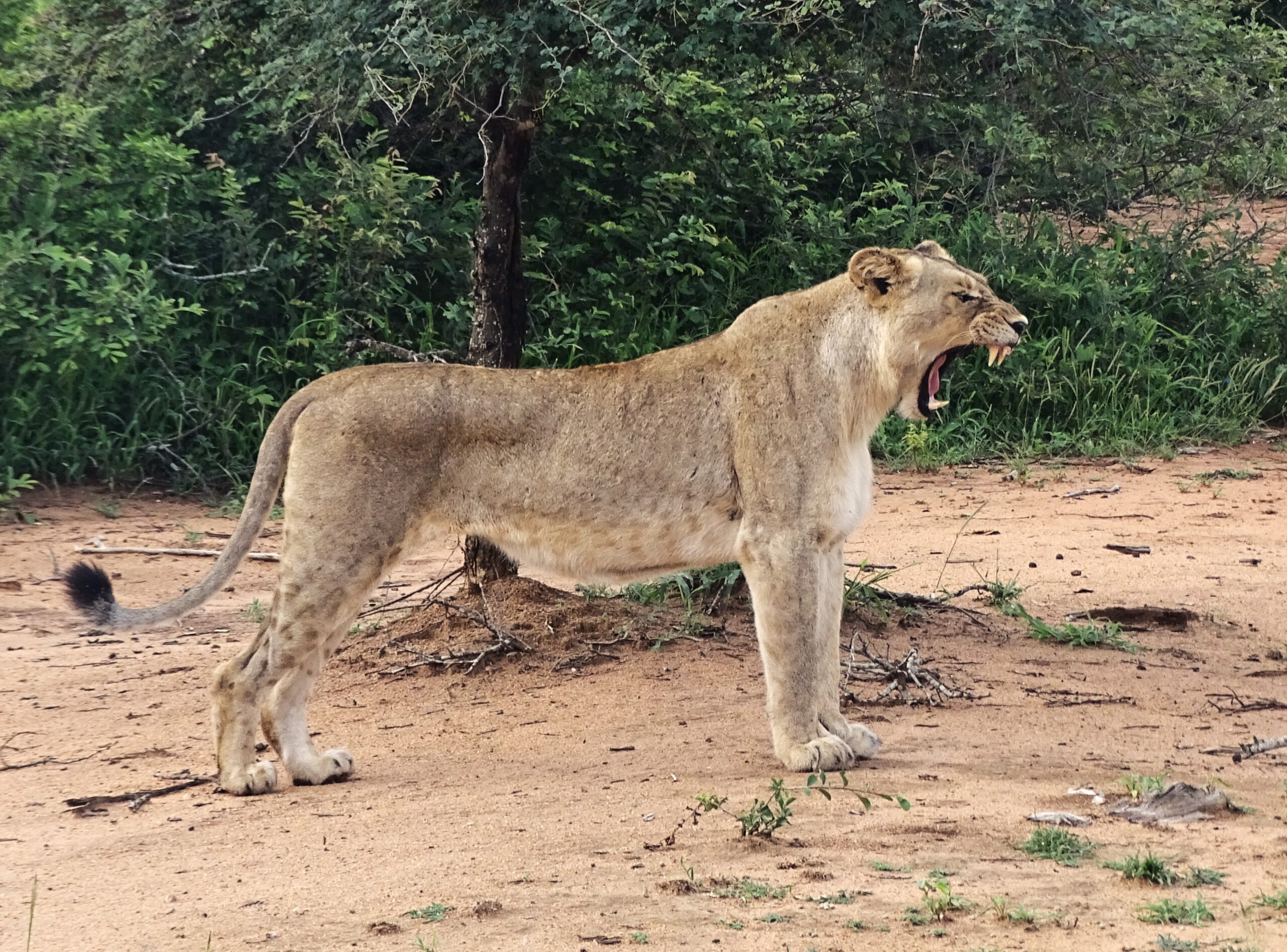 Leeuw in Zuid-Afrika