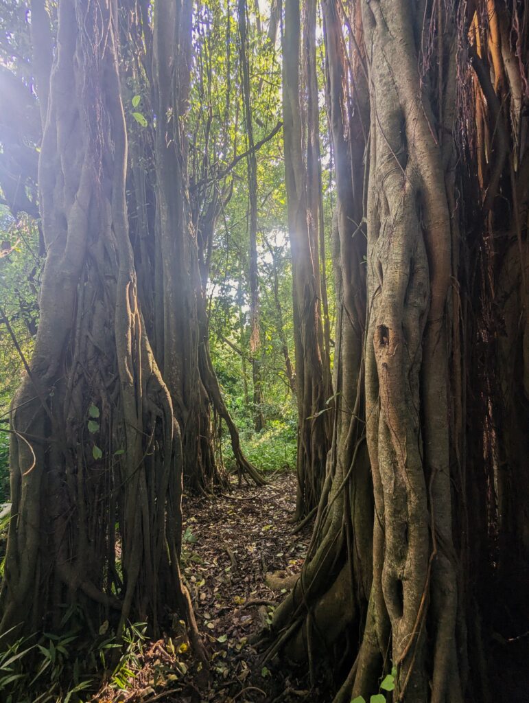 Bomen-Tanzania