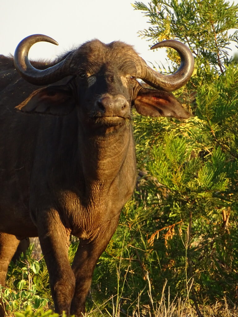 Buffalo-Big-5