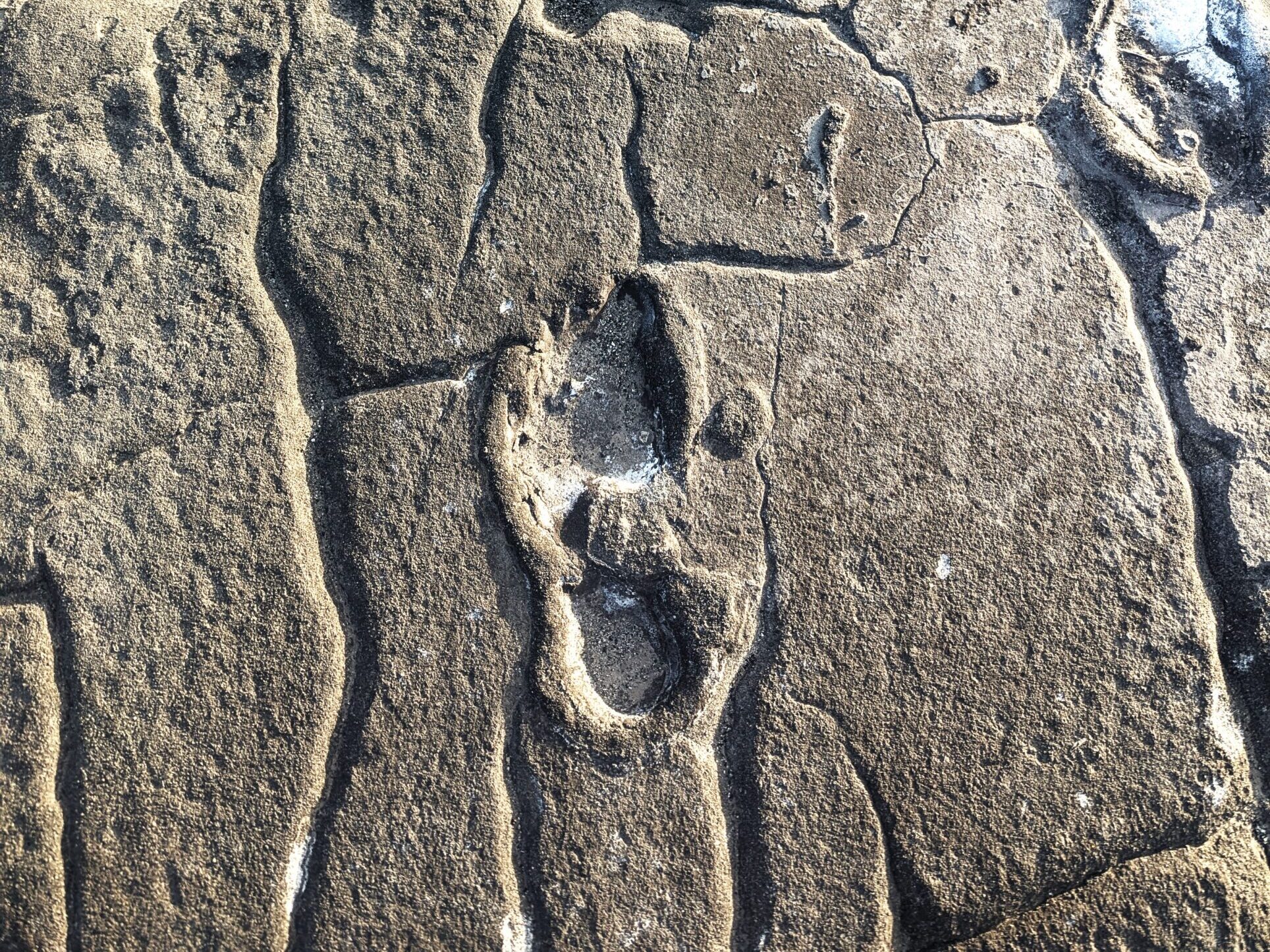 Footprints-Homonid-Lake-Natron