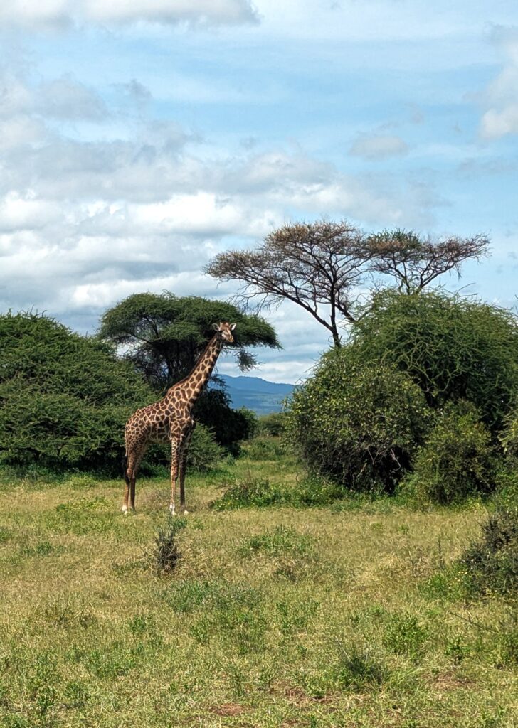 Giraffe-Tanzania