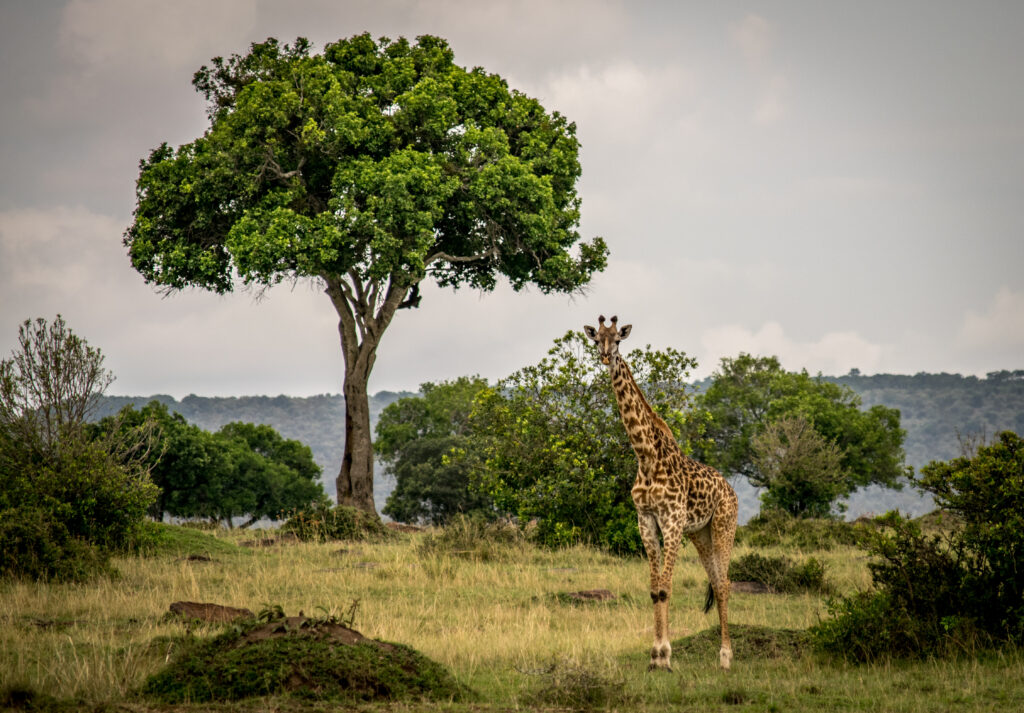 Giraf in Tanzania