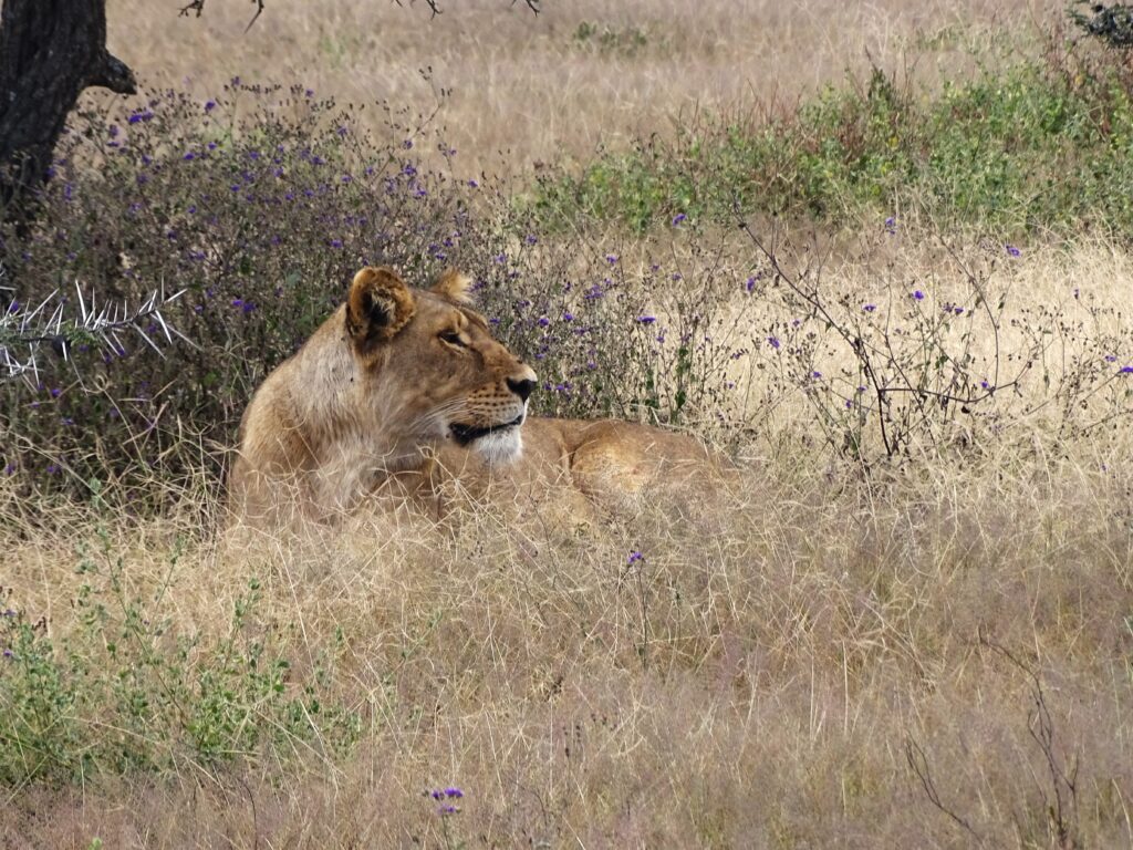 Leeuw-Ndutu-Plains