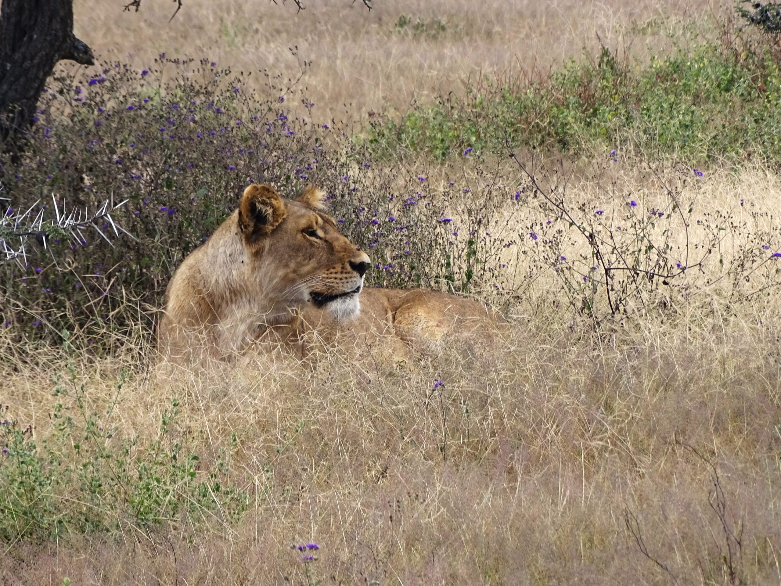Leeuw-Ndutu-Plains