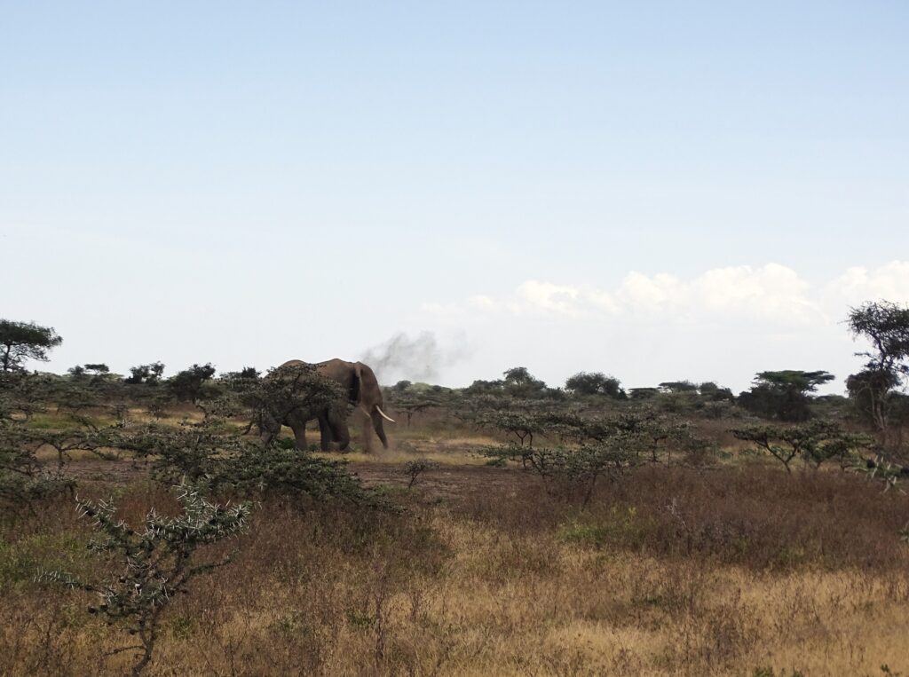 Olifant-Ndutu-Plains