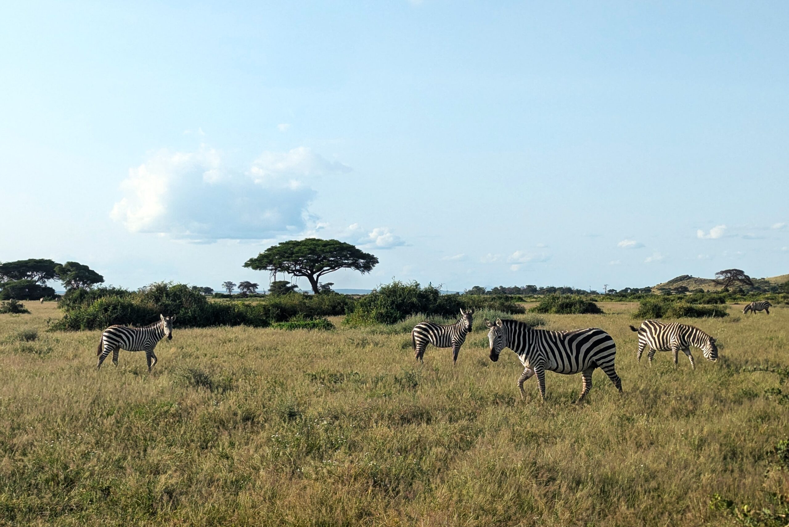 Zebras-Tanzania