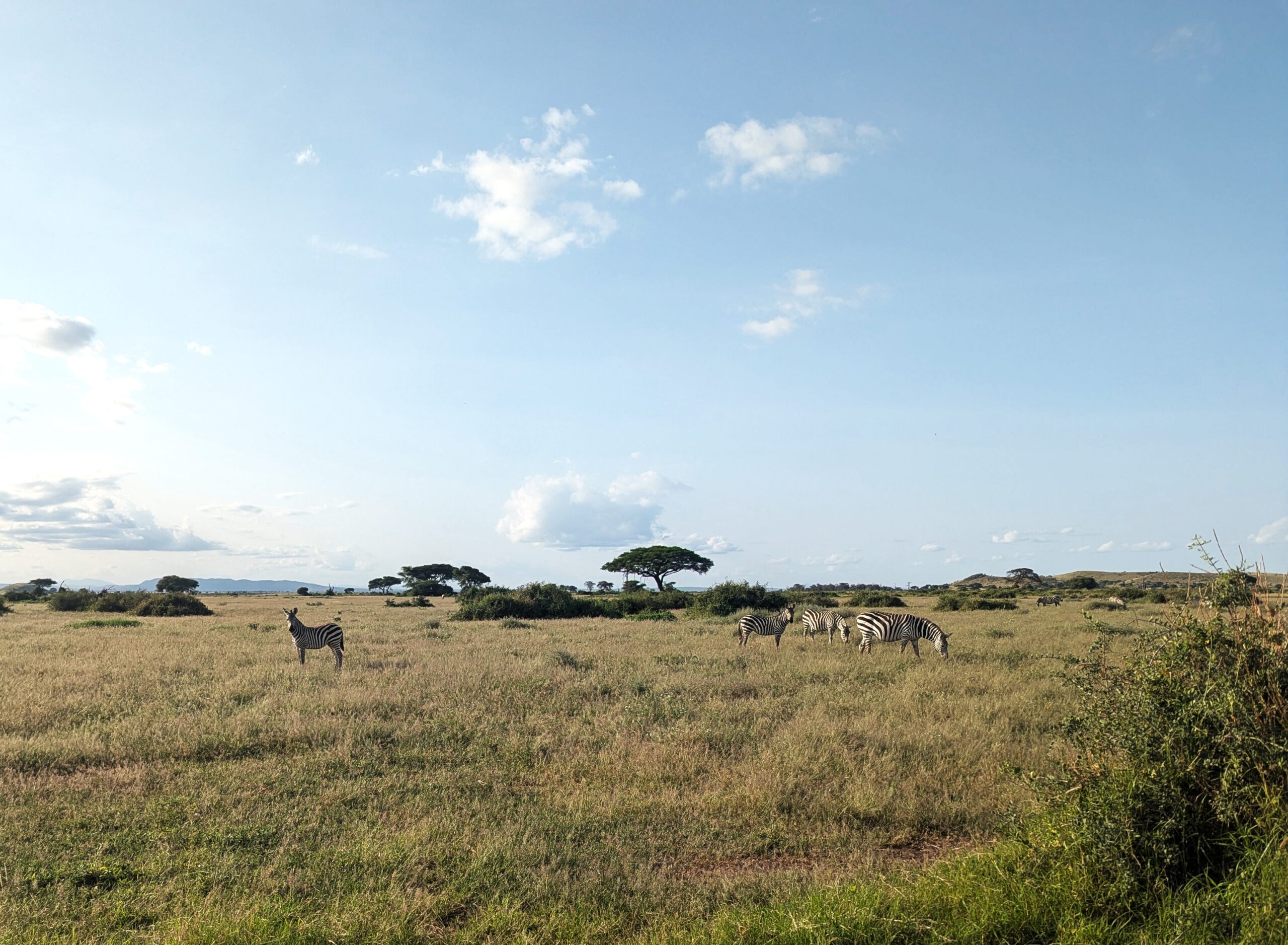 safari-tanzani-zebras