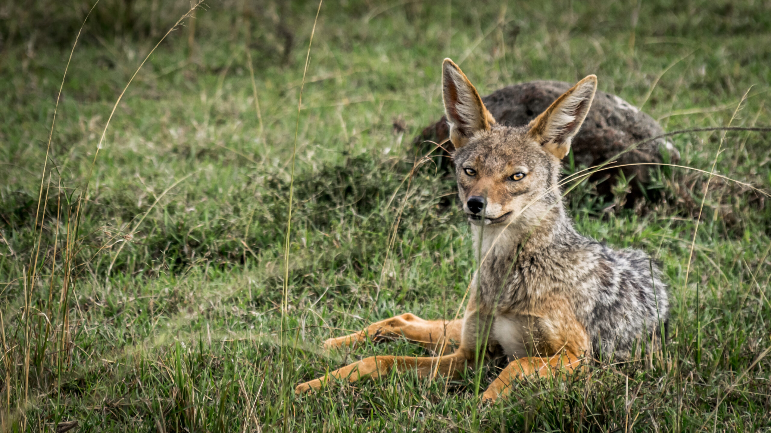 Black bat jackal