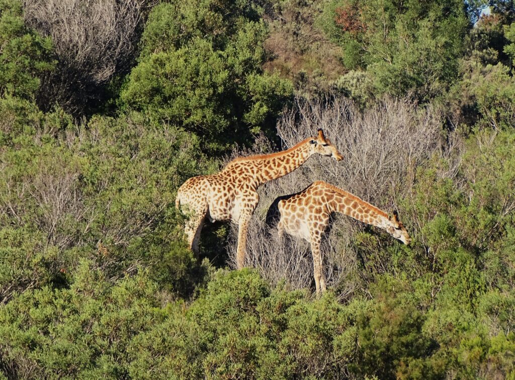 Giraffen bij een privereservaat op de Tuinroute in Zuid-Afrika